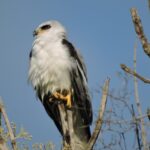 Una de cada tres especies de aves en el país hallan refugio en el agropaisaje de la caña de azúcar