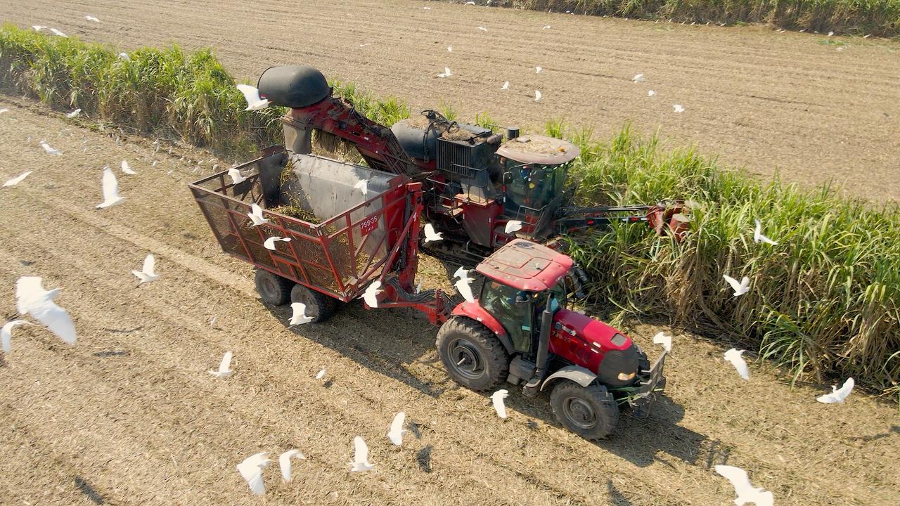 Ingenios inician Zafra 2025